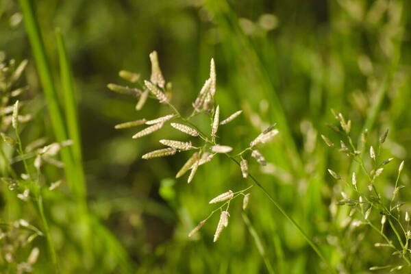 Eragrostis cilianensis Inflorescence