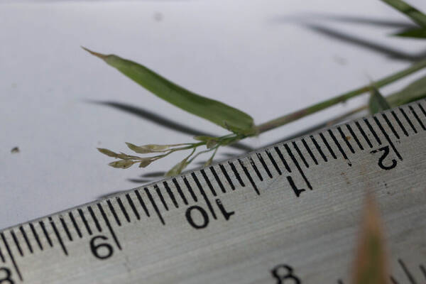 Eragrostis cilianensis Inflorescence