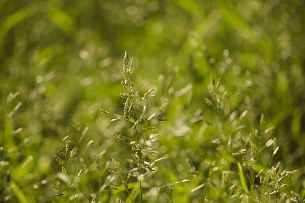 Eragrostis cilianensis Inflorescence