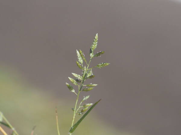 Eragrostis cilianensis Inflorescence