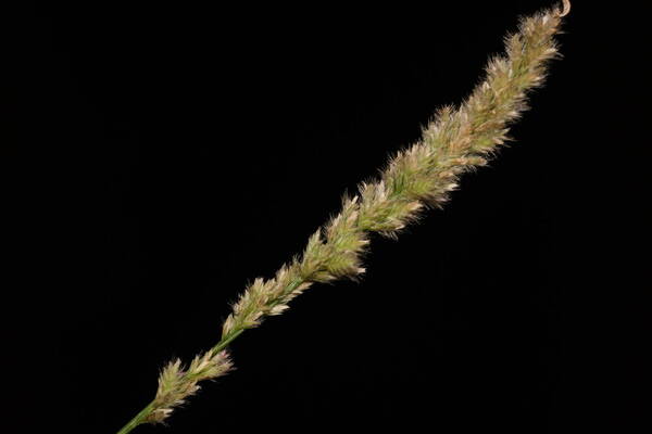 Eragrostis ciliaris Inflorescence