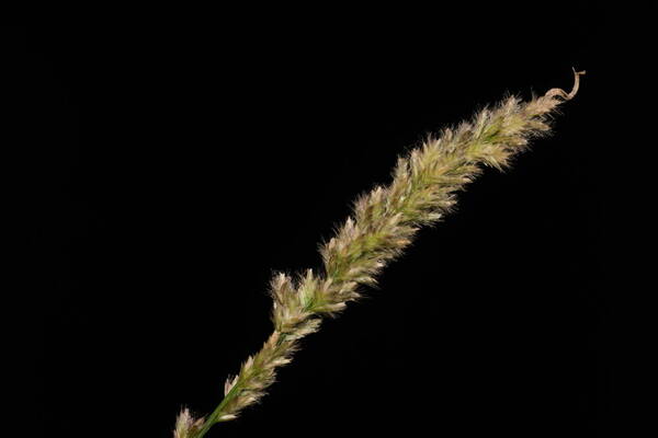 Eragrostis ciliaris Inflorescence