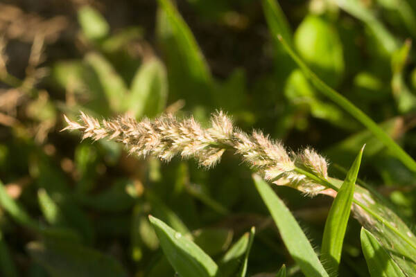 Eragrostis ciliaris Inflorescence