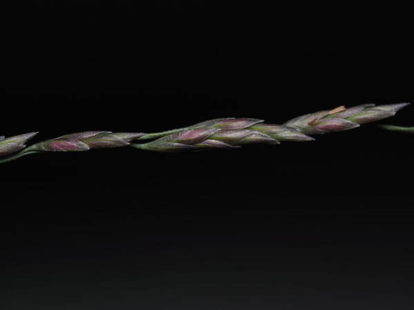 Eragrostis curvula Spikelets