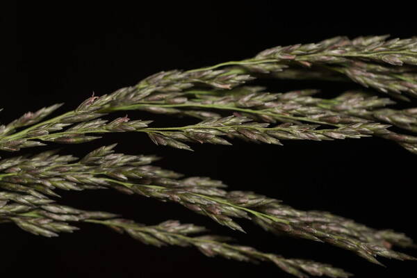 Eragrostis curvula Spikelets