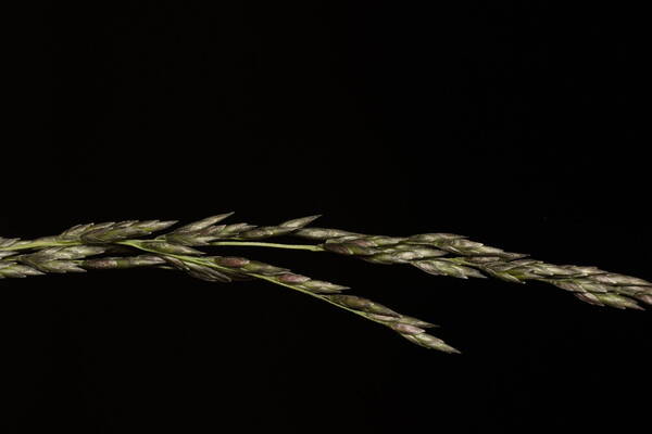 Eragrostis curvula Spikelets