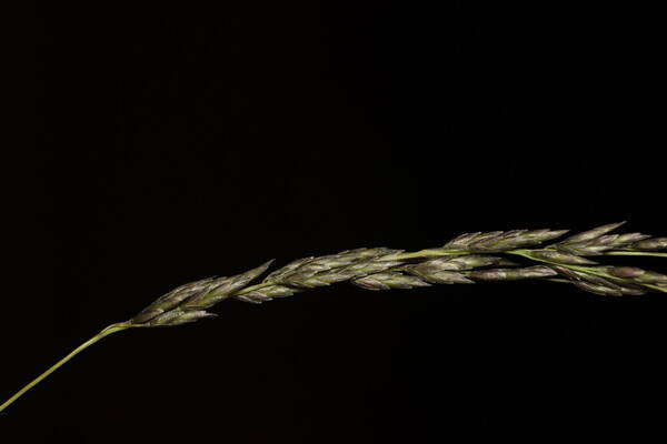 Eragrostis curvula Spikelets