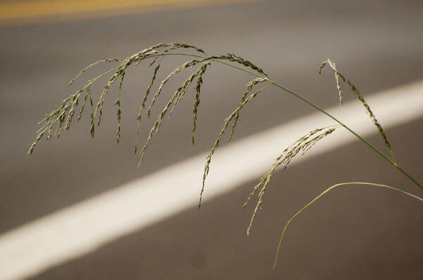 Eragrostis curvula Inflorescence