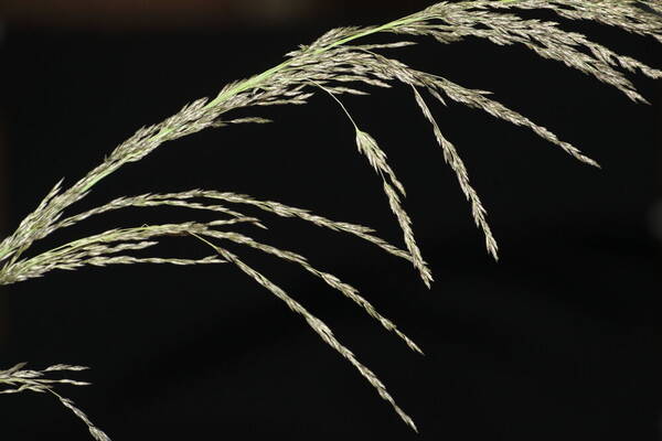 Eragrostis curvula Inflorescence