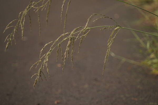 Eragrostis curvula Inflorescence