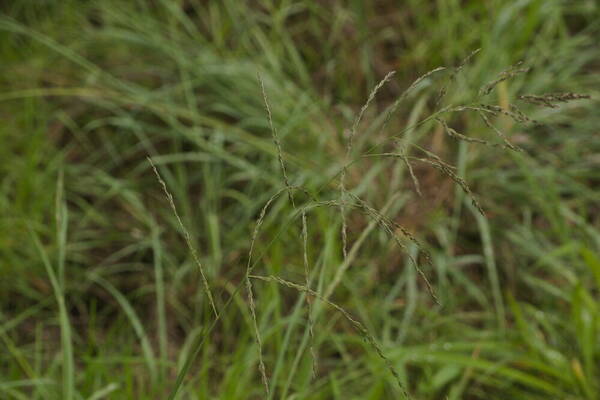 Eragrostis curvula Inflorescence