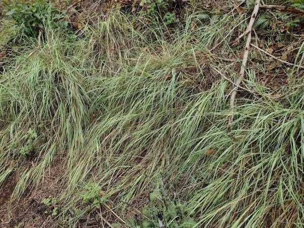 Eragrostis curvula Plant