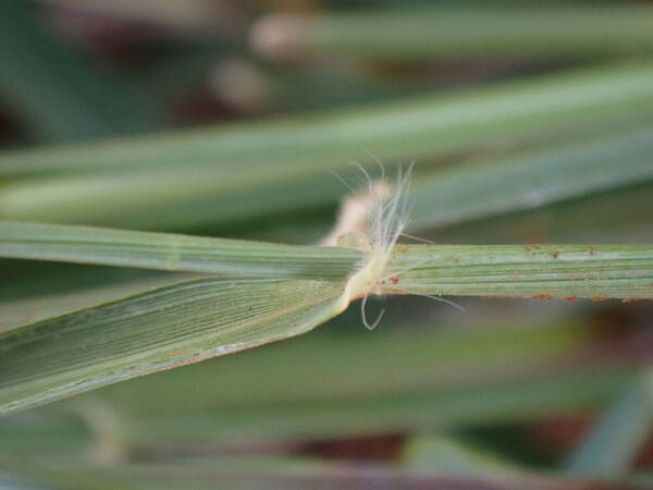 Eragrostis cylindriflora Collar