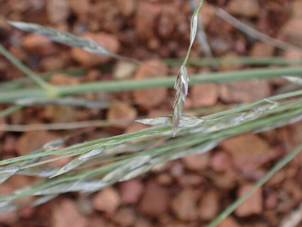 Eragrostis cylindriflora Spikelets