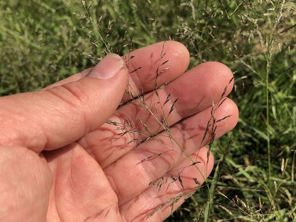 Eragrostis cylindriflora Inflorescence