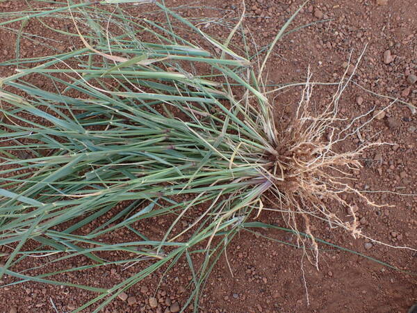 Eragrostis cylindriflora Plant