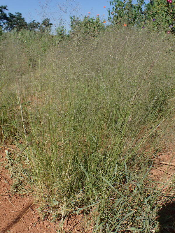 Eragrostis cylindriflora Plant