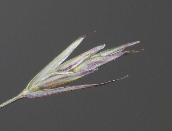 Eragrostis deflexa Spikelets