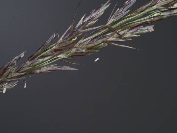 Eragrostis deflexa Spikelets