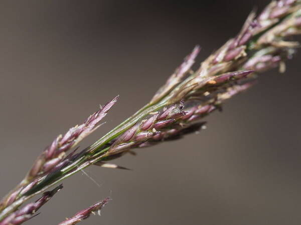 Eragrostis deflexa Spikelets