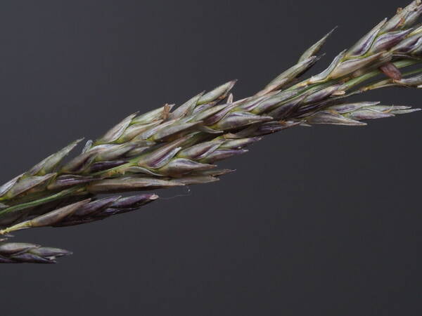 Eragrostis deflexa Spikelets