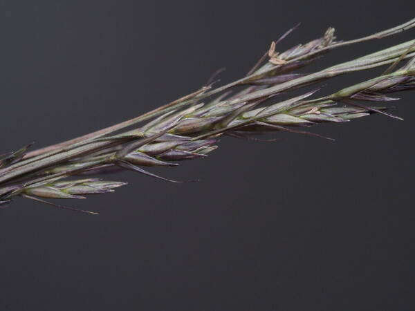 Eragrostis deflexa Spikelets