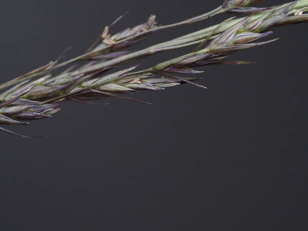 Eragrostis deflexa Spikelets