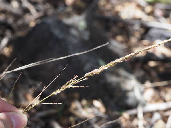 Eragrostis deflexa Inflorescence