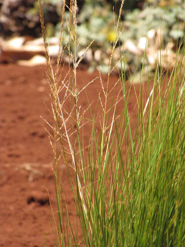 Eragrostis deflexa Inflorescence