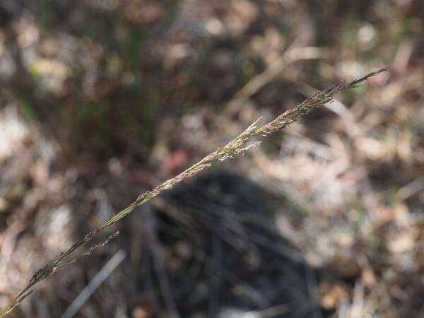 Eragrostis deflexa Inflorescence