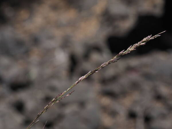 Eragrostis deflexa Inflorescence