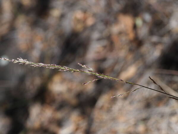 Eragrostis deflexa Inflorescence