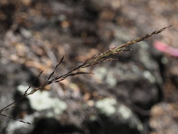 Eragrostis deflexa Inflorescence