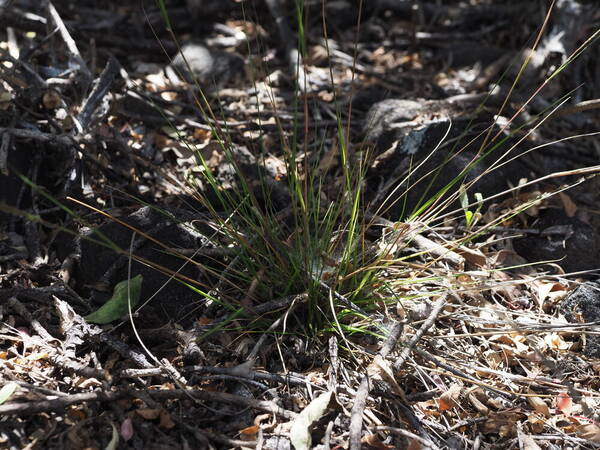 Eragrostis deflexa Plant