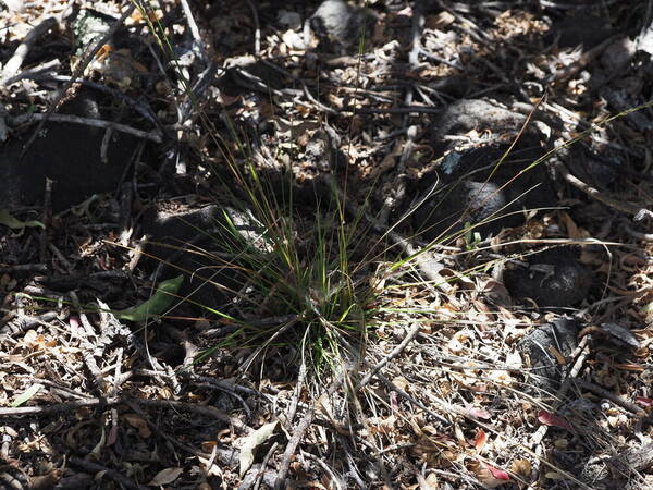 Eragrostis deflexa Plant