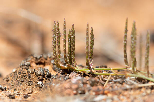 Eragrostis dielsii Spikelets