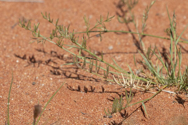 Eragrostis dielsii Inflorescence