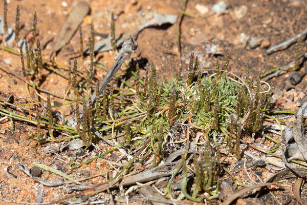 Eragrostis dielsii Inflorescence