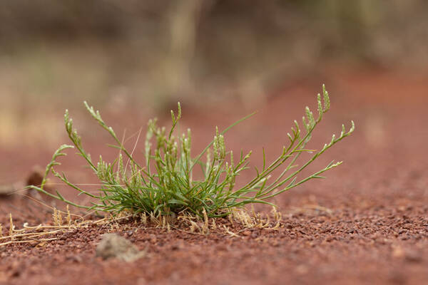 Eragrostis dielsii Plant