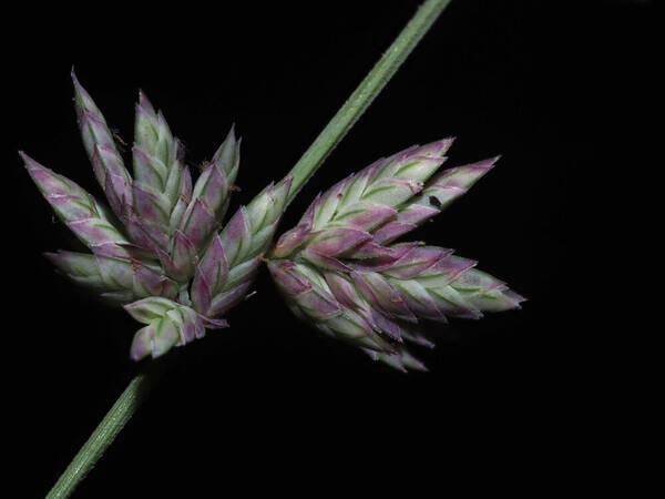 Eragrostis elongata Spikelets