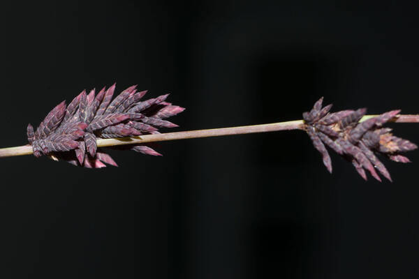 Eragrostis elongata Spikelets