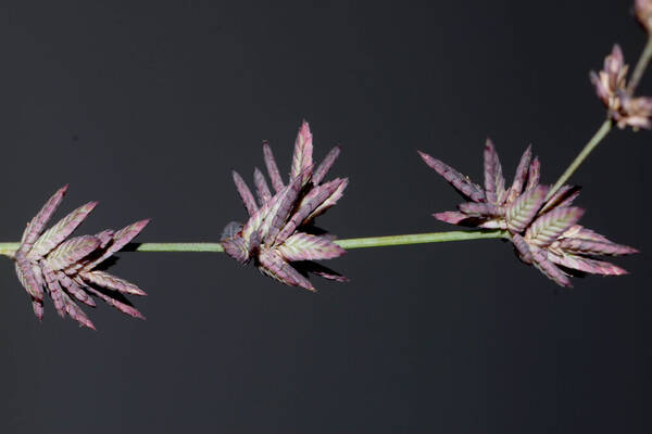 Eragrostis elongata Spikelets