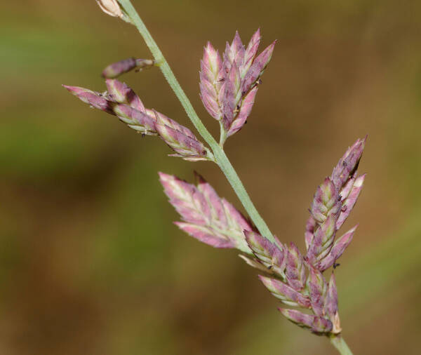 Eragrostis elongata Spikelets