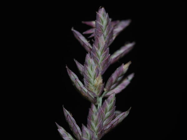 Eragrostis elongata Spikelets