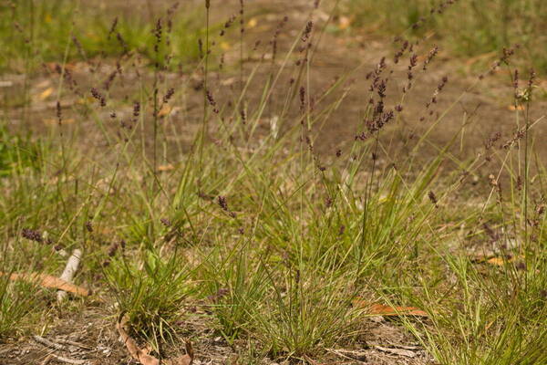 Eragrostis elongata Habit