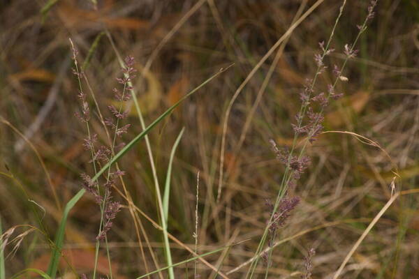 Eragrostis elongata Habit