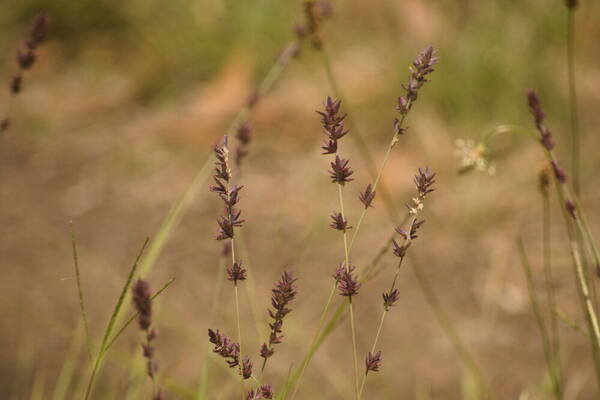 Eragrostis elongata Habit