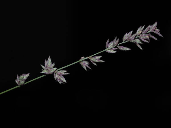 Eragrostis elongata Inflorescence