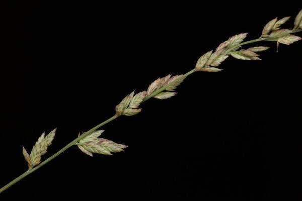 Eragrostis elongata Inflorescence