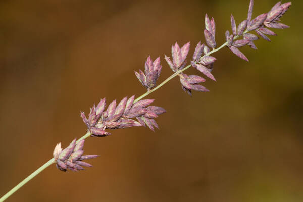 Eragrostis elongata Inflorescence